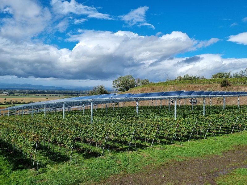 Événement régional du réseau : agrivoltaïsme sur vignes en Allemagne
